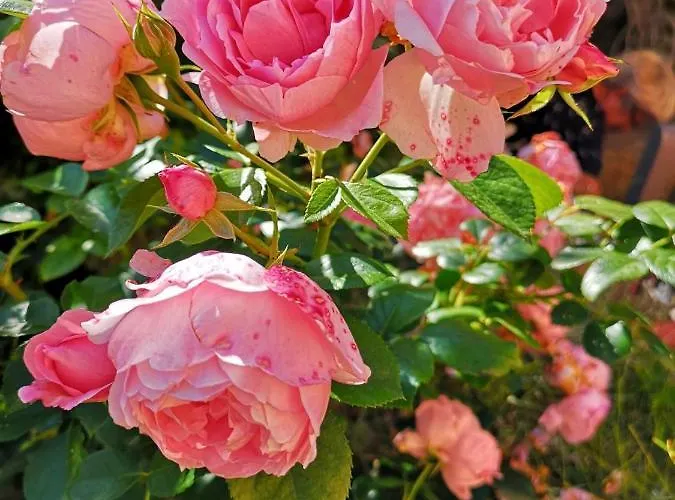 Gæstehus La Borie Du Chevrier